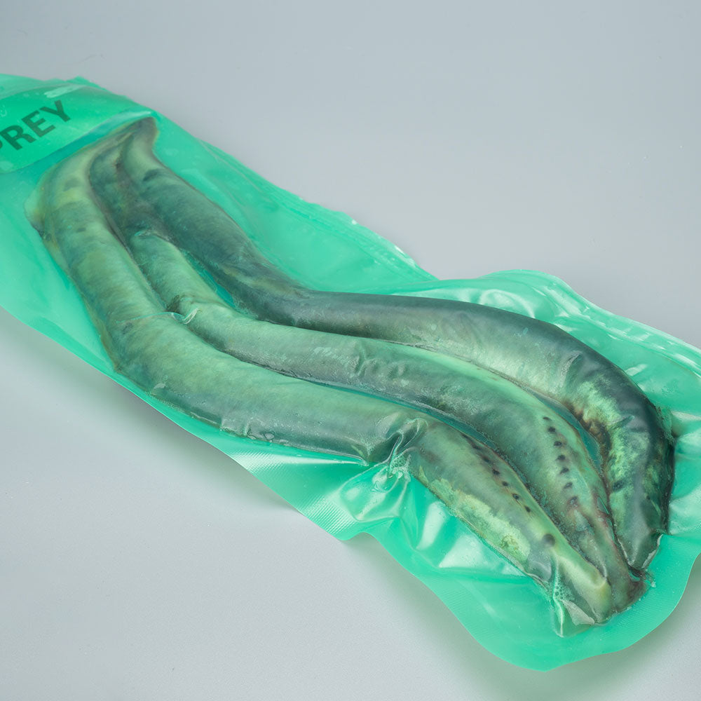 Lamprey